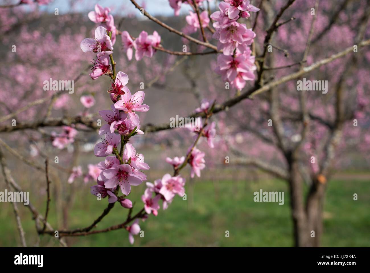 Fiore di pesca viniarda albero, primavera nella regione Mosella, Germania Foto Stock