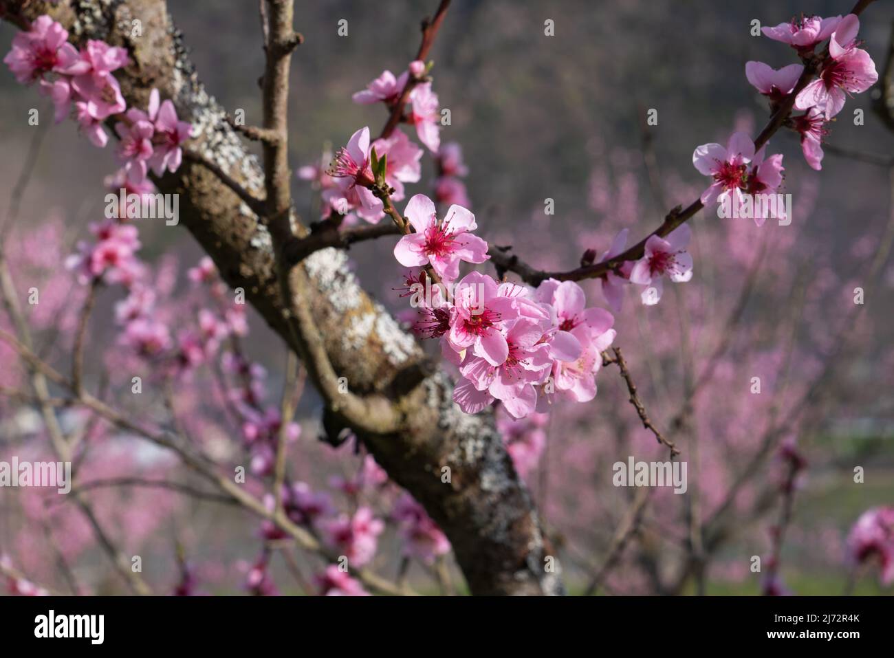 Fiore di pesca viniarda albero, primavera nella regione Mosella, Germania Foto Stock