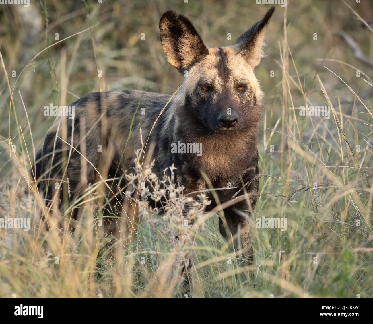 Caccia di cani selvatici africani maschi a Balule Reserve, Olifants West, Greater Kruger, Sudafrica. Foto Stock