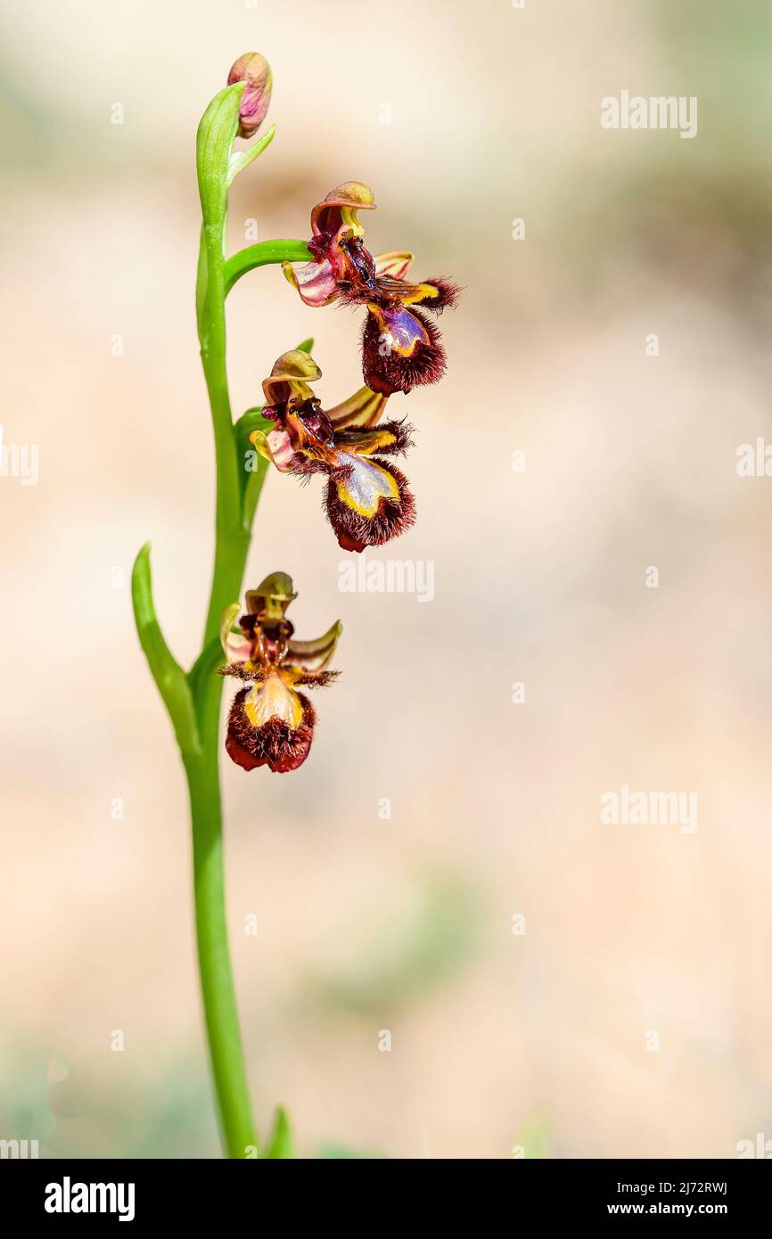 Orchidea selvaggia chiamata speculum di Ophrys Foto Stock