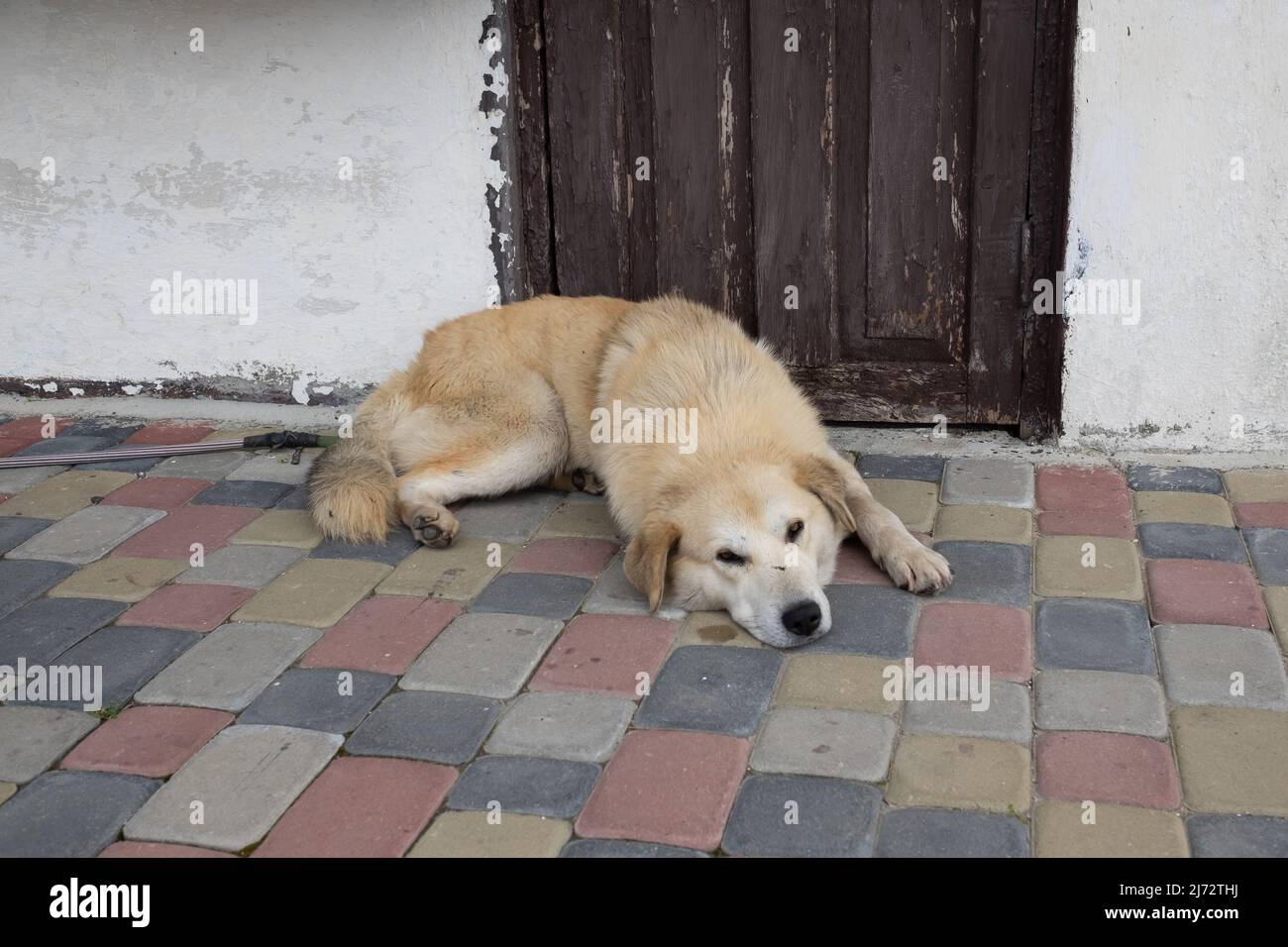 Un cane randagio si trova sulla strada. Un animale abbandonato attende il suo proprietario. Foto Stock
