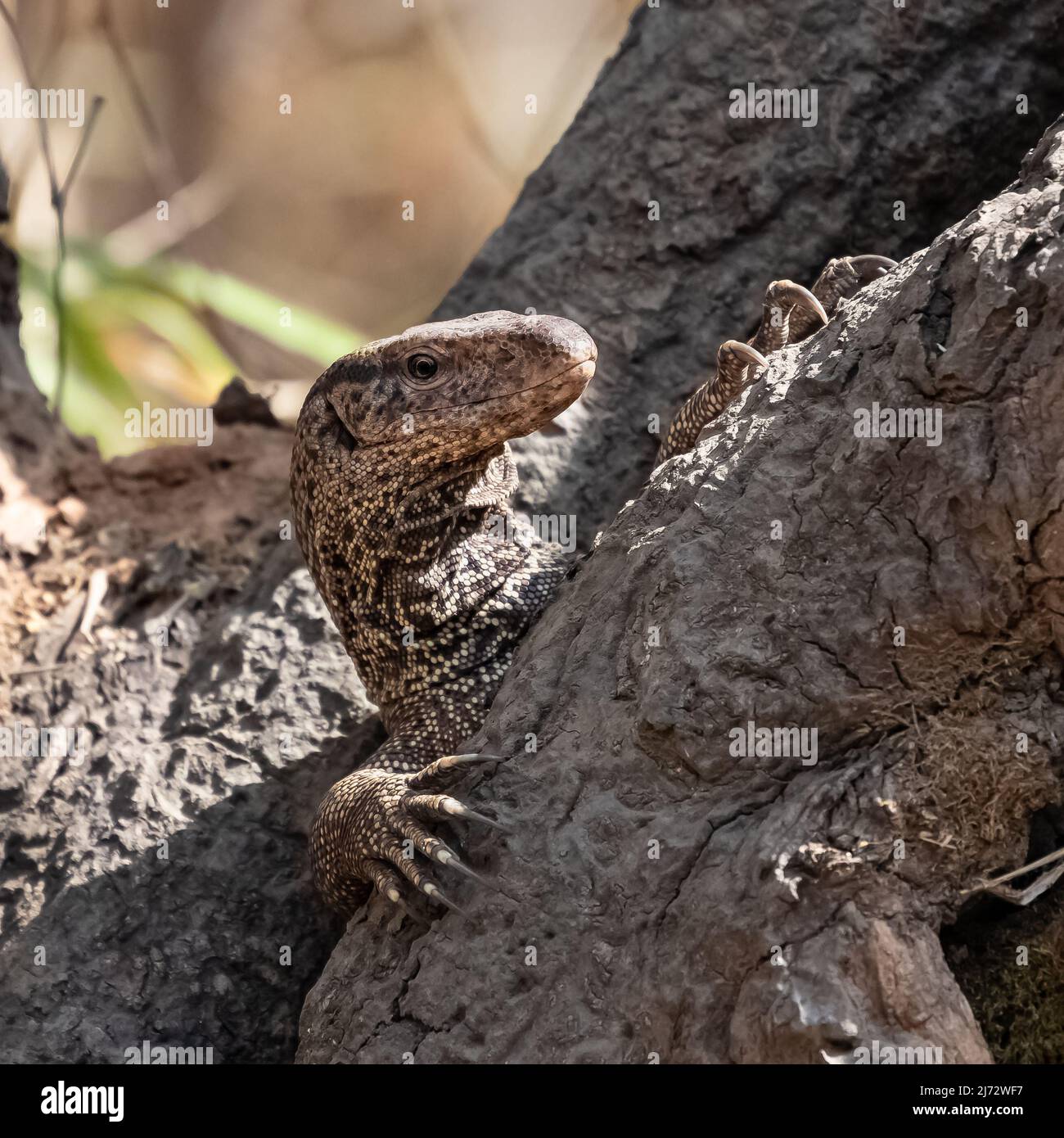 Monitor Bengala, Varanus bengalensis, lucertola nascosta in un buco su un albero in India Foto Stock