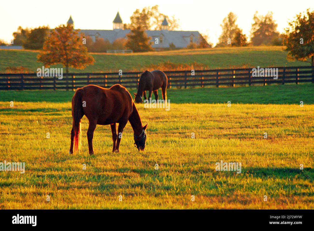 Il sole tramonta sulla Horse Country nella regione di Blue Grass del Kentucky Foto Stock