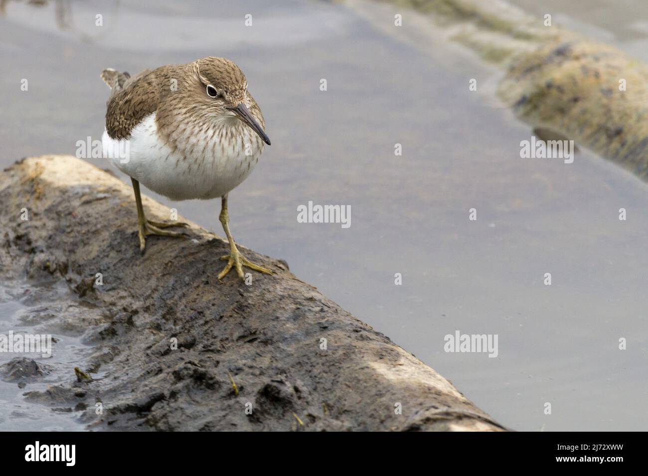 Sandpiper comune (Actitis hypoleucos) piccolo uccello di guado caldo marrone upperparts bianco underparts coda lunga posizione orizzontale bob su e giù lago Foto Stock