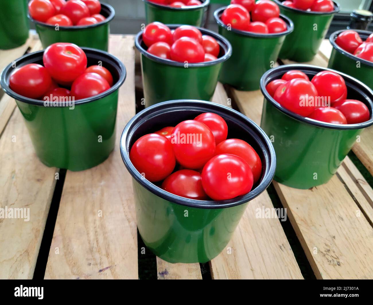 Pomodori ciliegini rossi brillanti in contenitori verdi al mercato Foto Stock