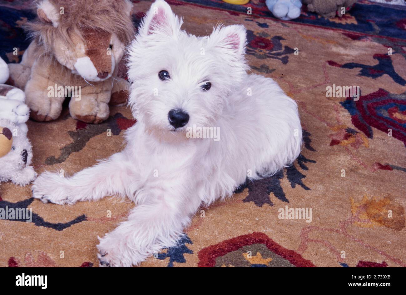 West Highland White Terrier steso su tappeto marrone chiaro con giocattoli Foto Stock