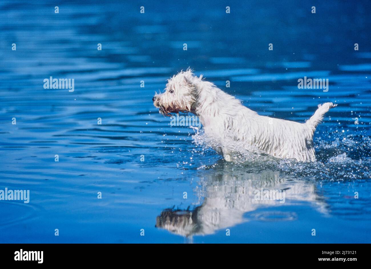 West Highland White Terrier che scorre attraverso l'acqua Foto Stock