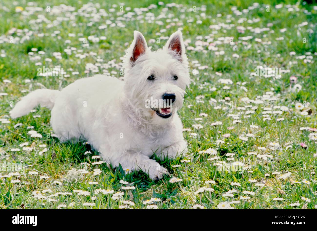 West Highland White Terrier in erba e fiori bianchi Foto Stock