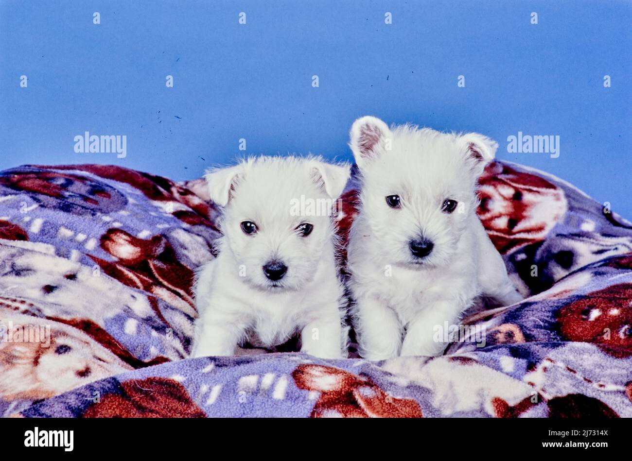 West Highland White Terrier cuccioli su coperta di fronte a sfondo blu Foto Stock