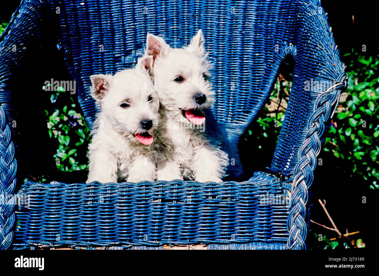 West Highland White Terrier cuccioli su sedia in vimini blu Foto Stock