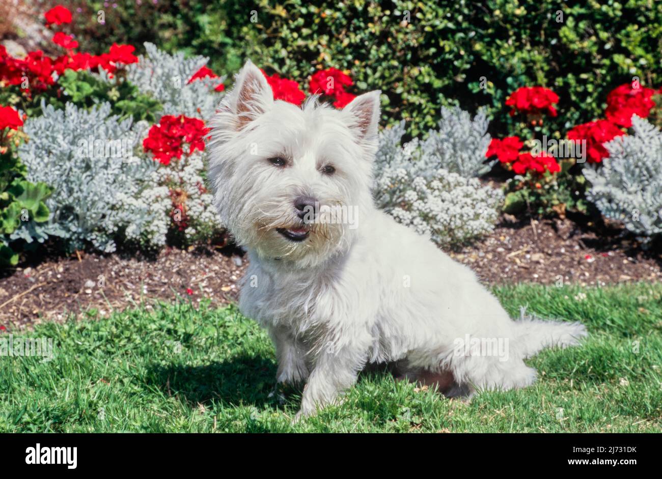 West Highland White Terrier seduto di fronte a fiori rossi e bianchi Foto Stock