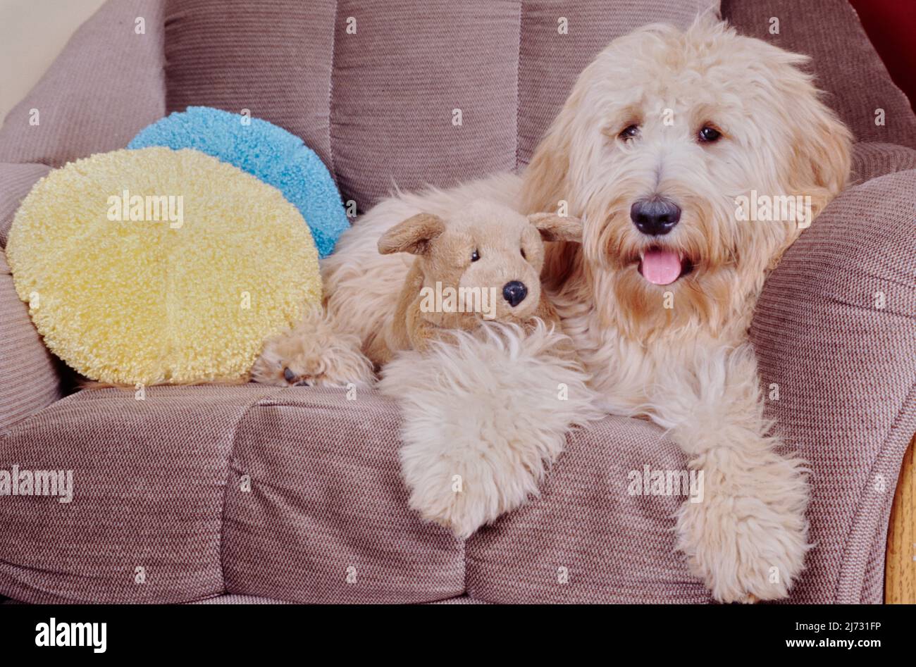 Cane Goldendoodle che posa sul divano con cane animale ripieno Foto Stock