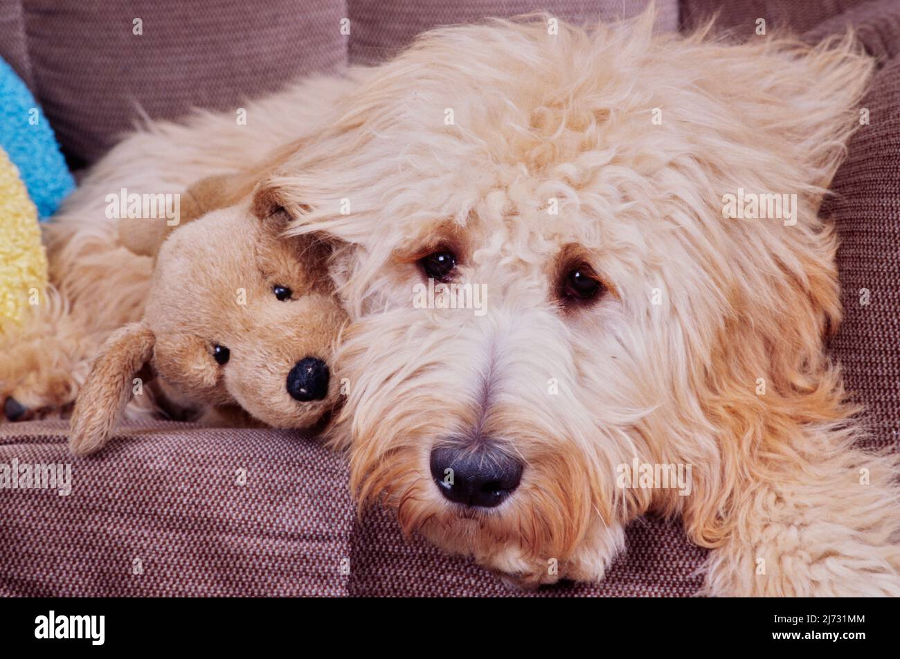 Cane Goldendoodle che posa su sedia con cane animale ripieno Foto Stock
