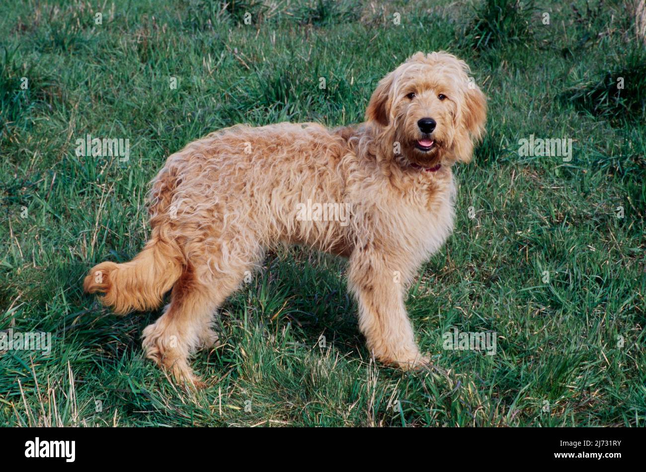 Goldendoodle all'aperto sull'erba Foto Stock