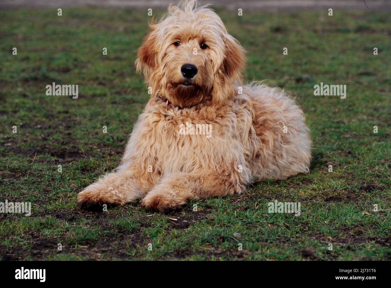 Goldendoodle all'aperto sull'erba Foto Stock