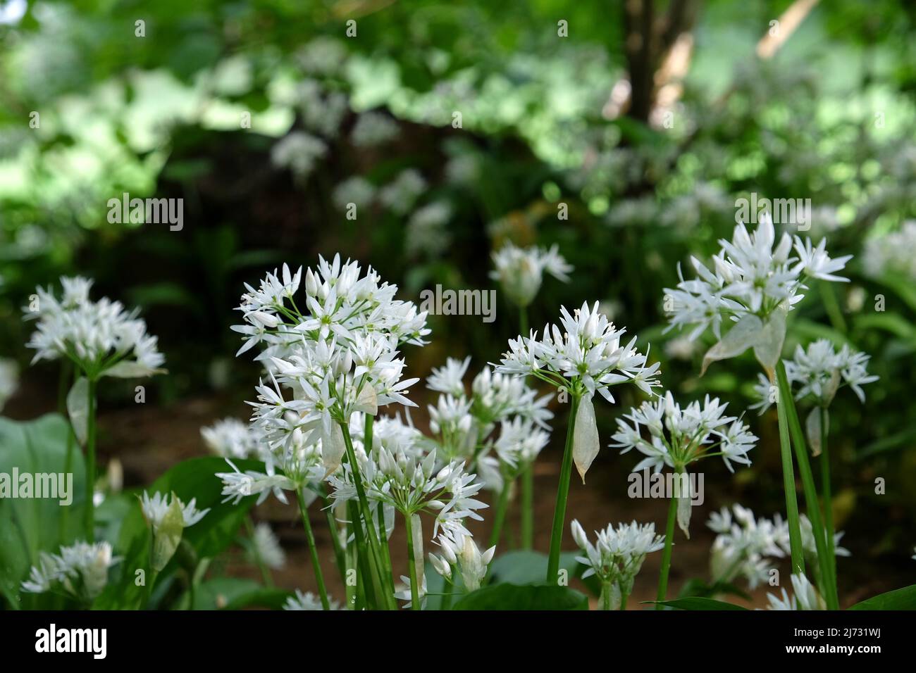 I fiori bianchi di aglio selvatico in fiore. Foto Stock