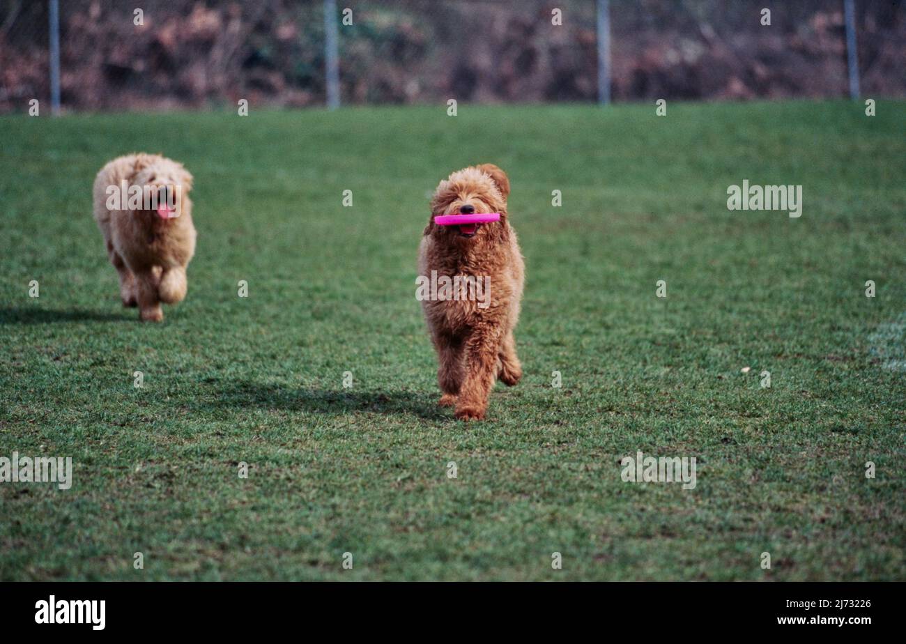 Goldendoodle cani in esecuzione sul prato, uno con frisbee in bocca Foto Stock