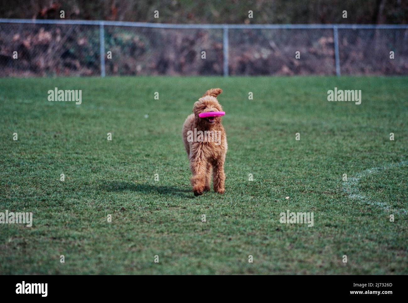 Goldendoodle all'esterno su erba con frisbee in bocca Foto Stock