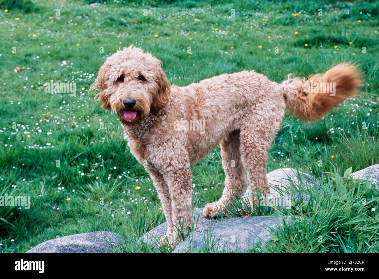 Goldendoodle in erba su roccia Foto Stock