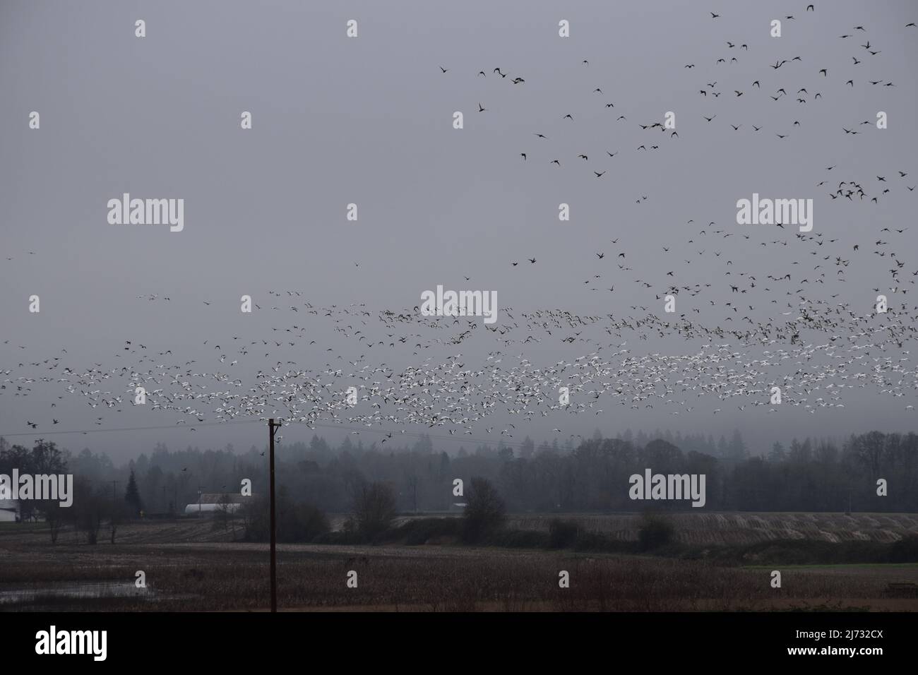 Una sciabola di oche della neve migrante visto in volo sopra la Sauvie Island Wildlife Area vicino Portland, Oregon, nel febbraio 2022. Foto Stock