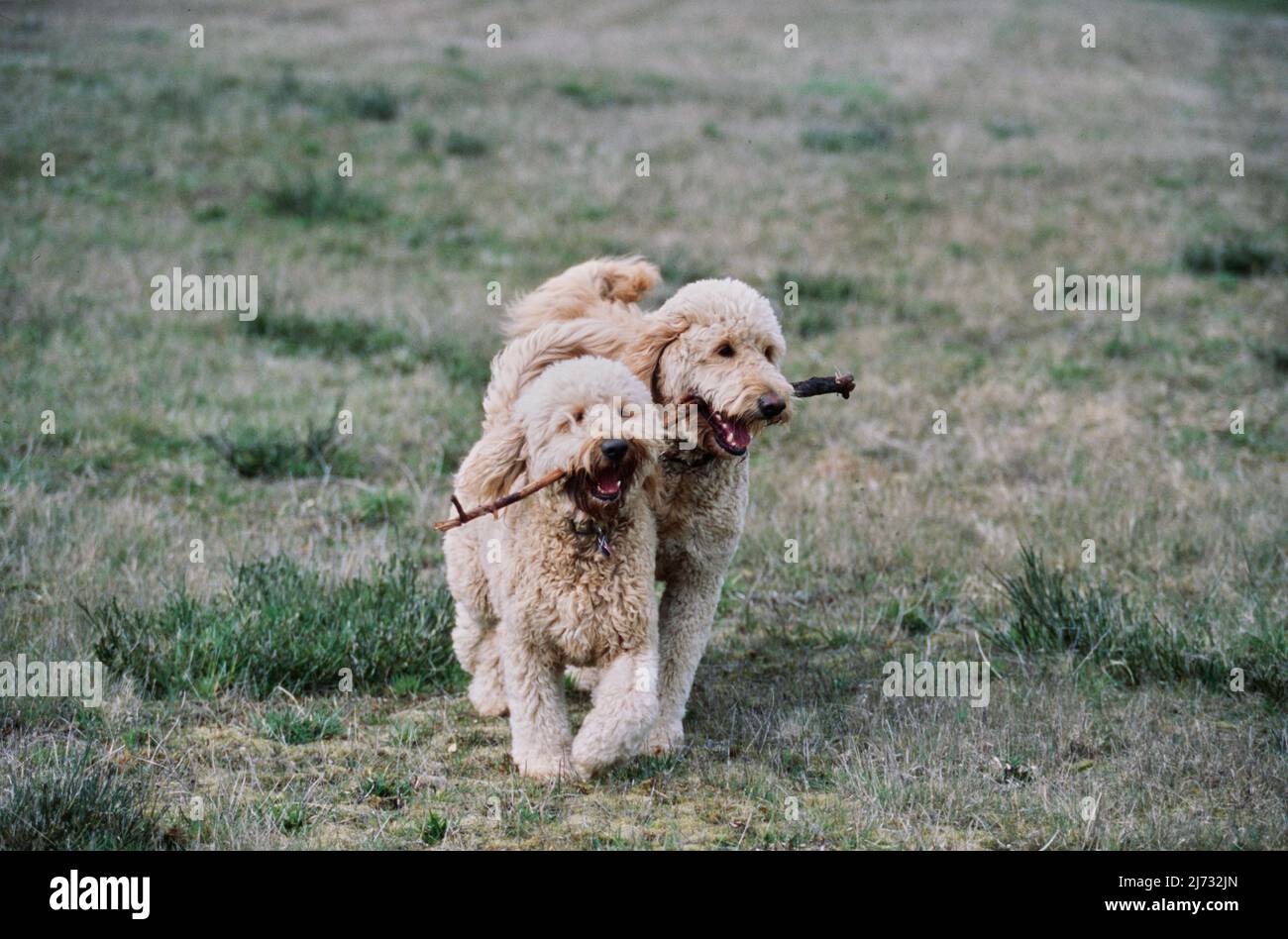 Due goldendoodles giocare con grande bastone in campo Foto Stock