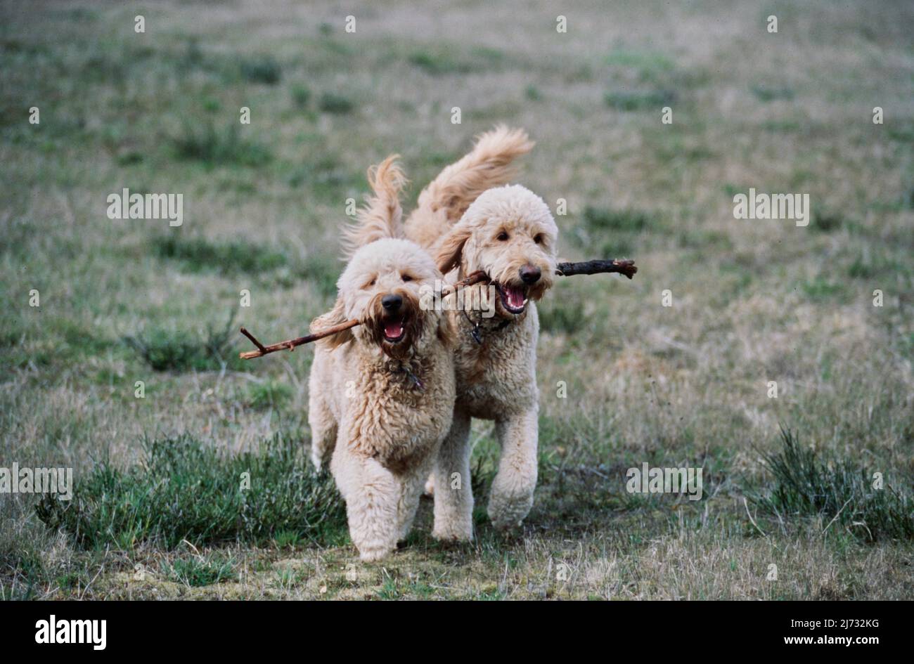 Due goldendoodles giocare con grande bastone in campo Foto Stock