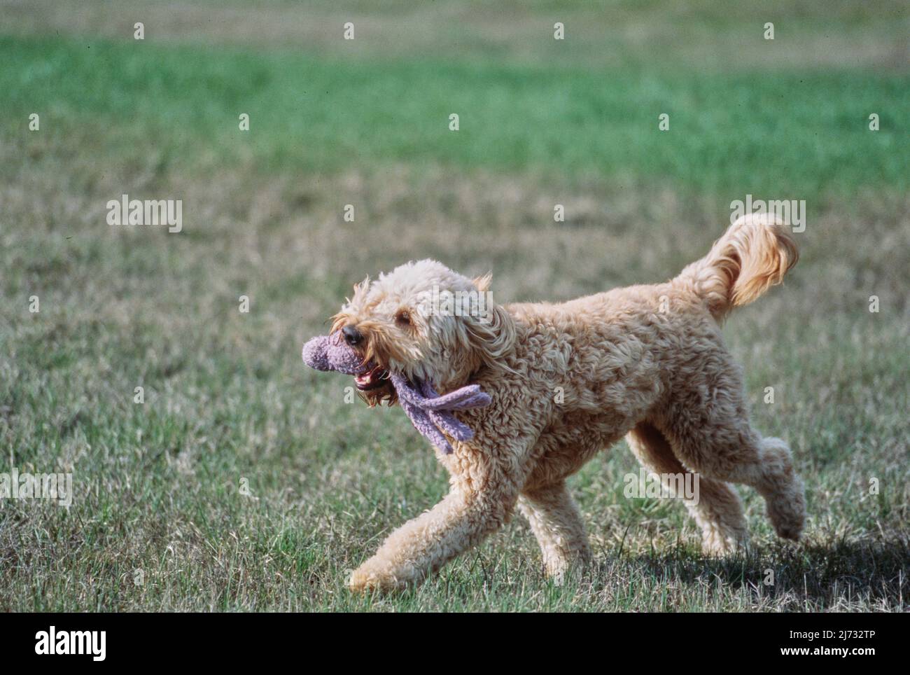 Goldendoodle che corre attraverso il campo con giocattolo polpo in bocca Foto Stock