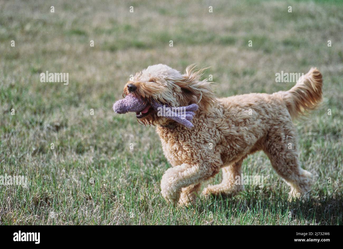 Goldendoodle che corre attraverso il campo con giocattolo polpo in bocca Foto Stock