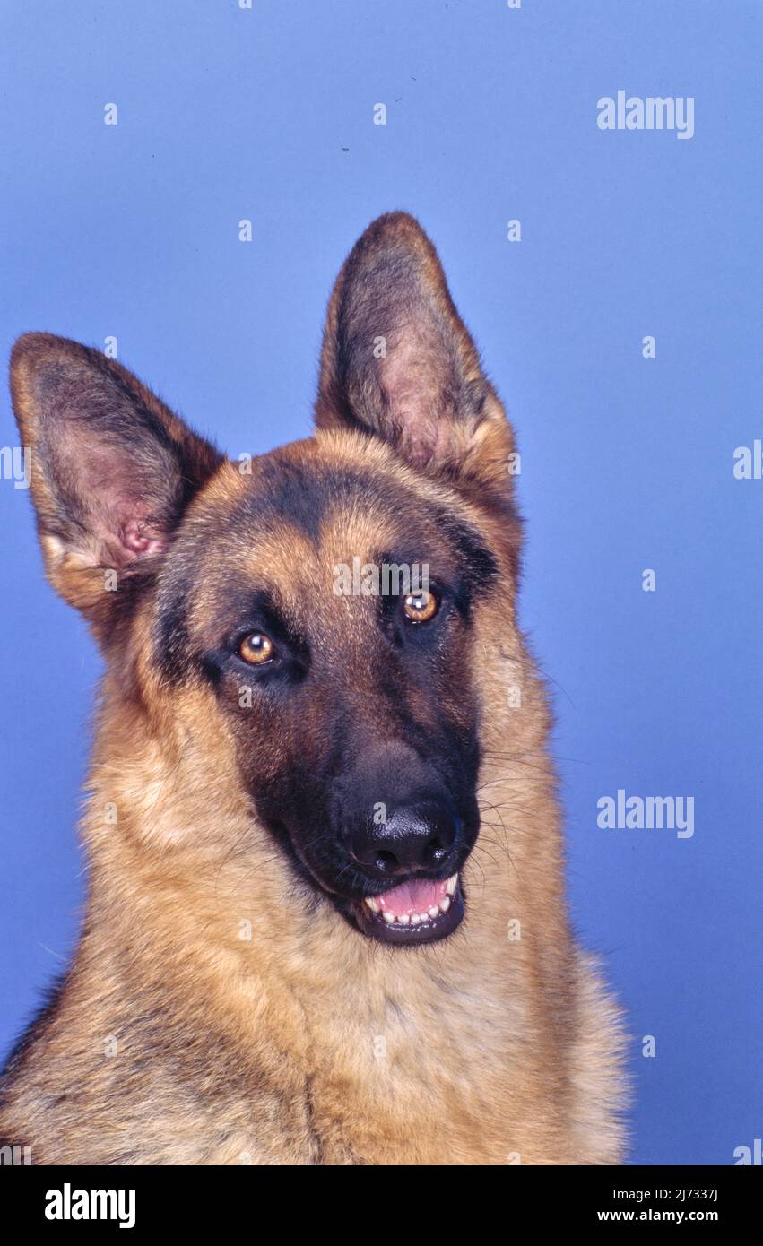 Primo piano della testa del pastore tedesco su sfondo blu Foto Stock