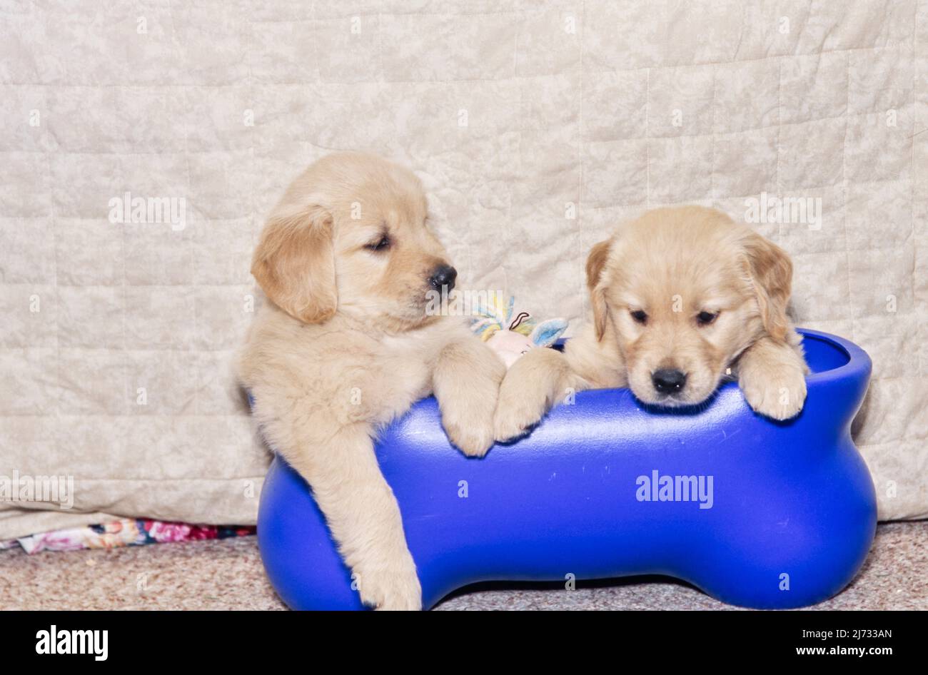 Cuccioli Golden Retriever in vasca Foto Stock