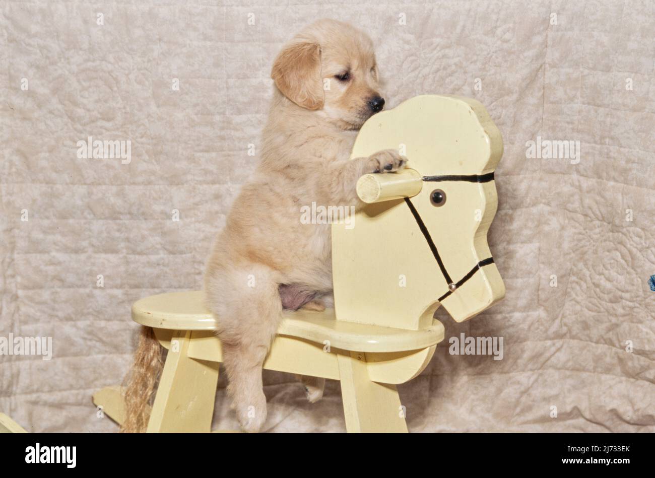 Cucciolo Golden Retriever su cavallo a dondolo Foto Stock