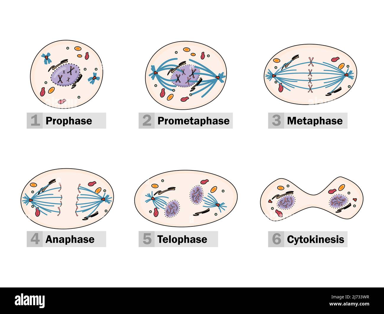 Il processo di cariochinesi (o mitosi) è suddiviso in cinque fasi: Profase, prometafase, metafase, anafasi e telofasi. Illustrazione Vettoriale