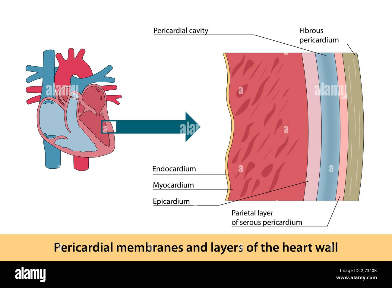 Membrane pericardiche e strati della parete cardiaca Illustrazione Vettoriale