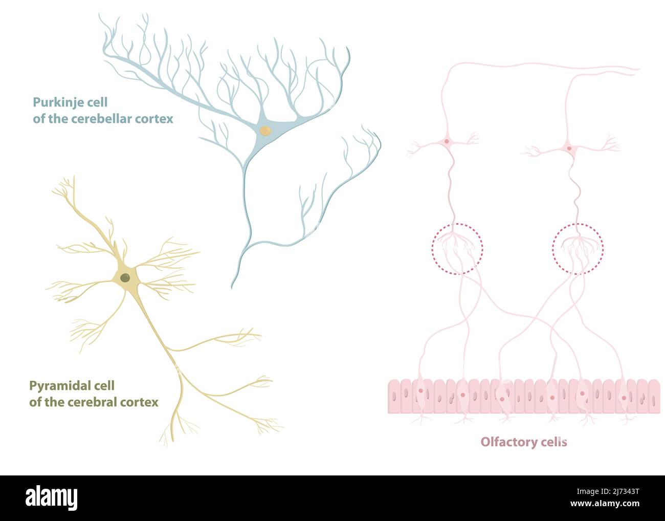 Tipi di neuroni: Cellule piramidali della corteccia cerebrale, cellule Purkinje della corteccia cerebrale, cellule olfattive dell'epitelio olfattivo Illustrazione Vettoriale