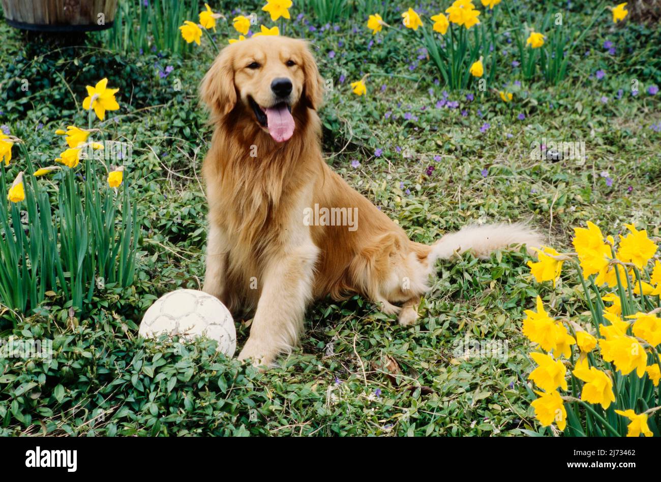 Golden Retriever in fiore cespuglio con palla Foto Stock