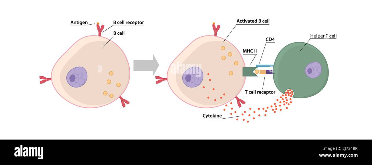 Legame delle cellule T e B per provocare una risposta ad un antigene dipendente dalle cellule T, le cellule B e T devono avvicinarsi. Illustrazione Vettoriale