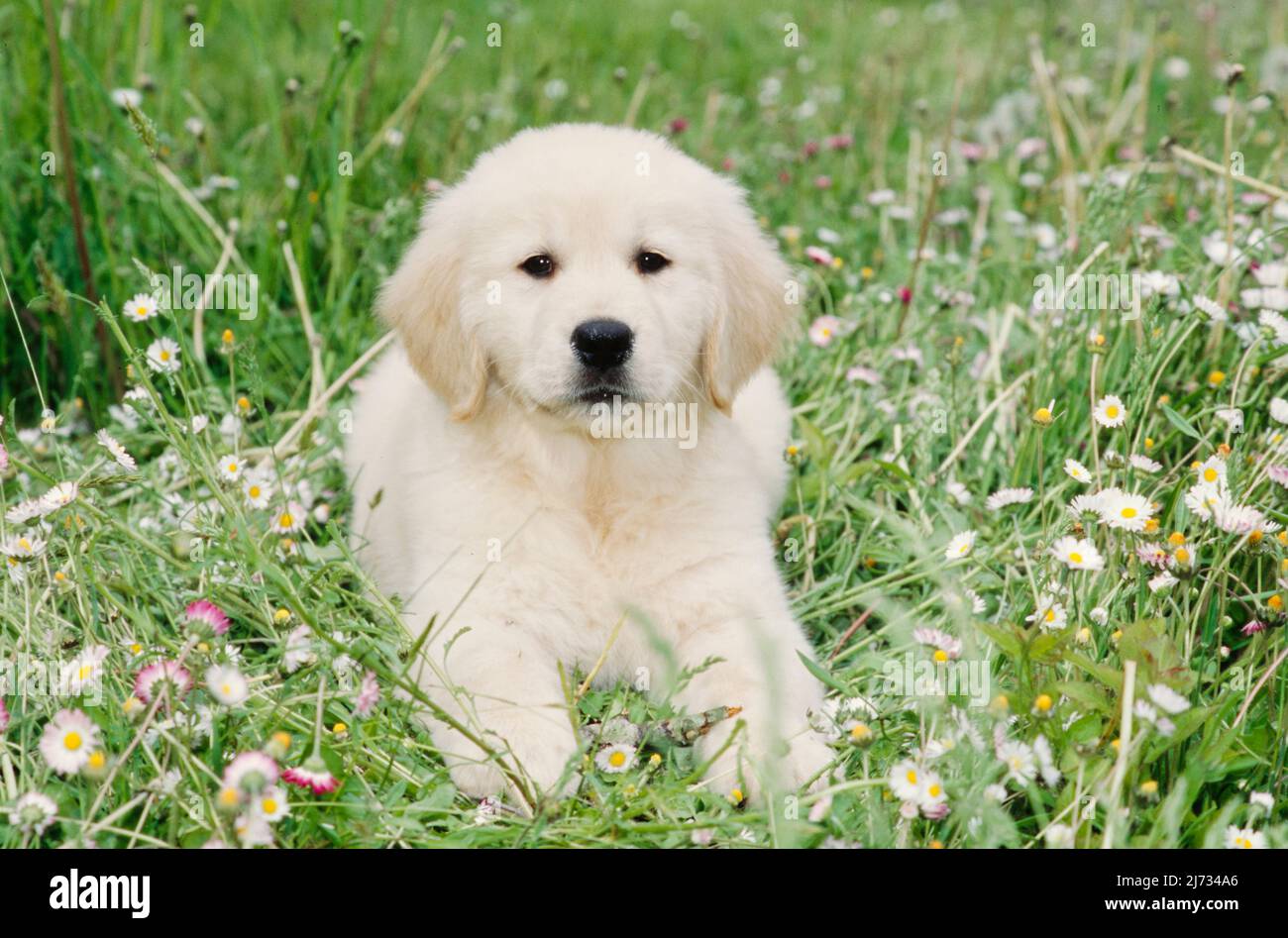 Cucciolo Golden Retriever in fiore cespuglio Foto Stock