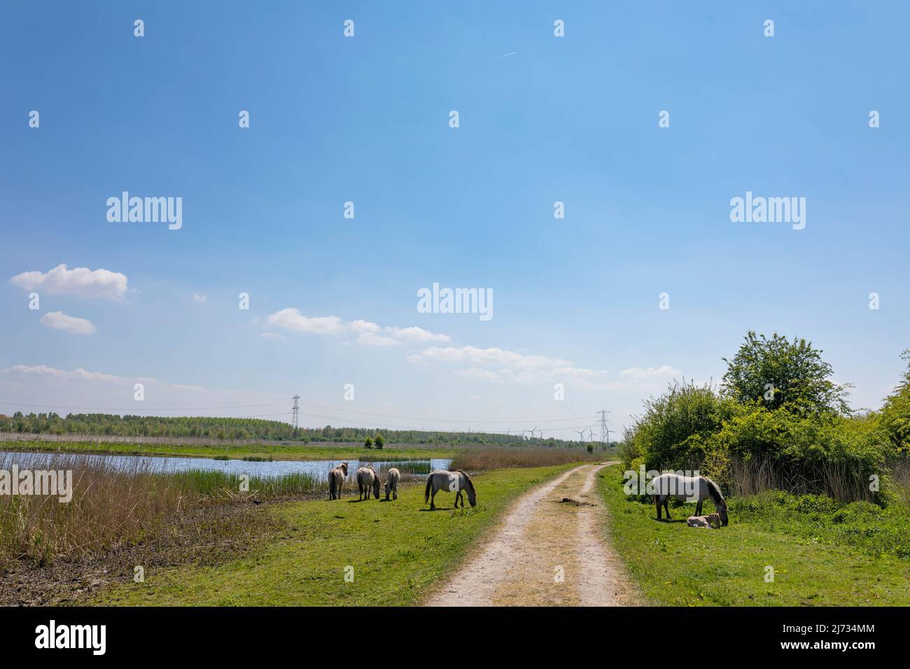 Konik cavalli pascolo nel parco naturale Oostvaarderslassen nei Paesi Bassi Foto Stock