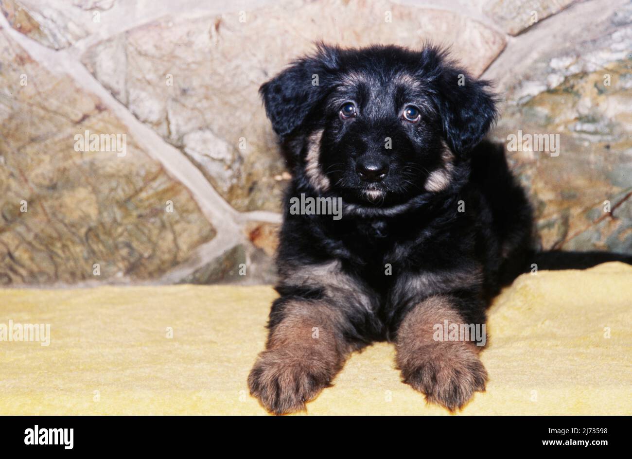 Pastore tedesco cucciolo su tovagliolo giallo di fronte al camino Foto Stock