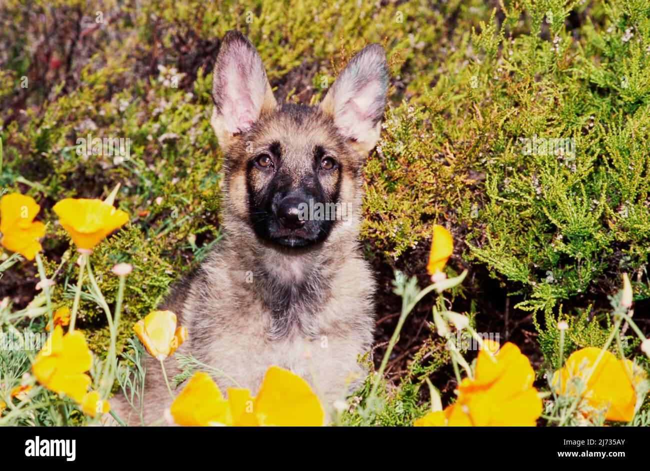 Cucciolo di pastore tedesco in fiori gialli Foto Stock