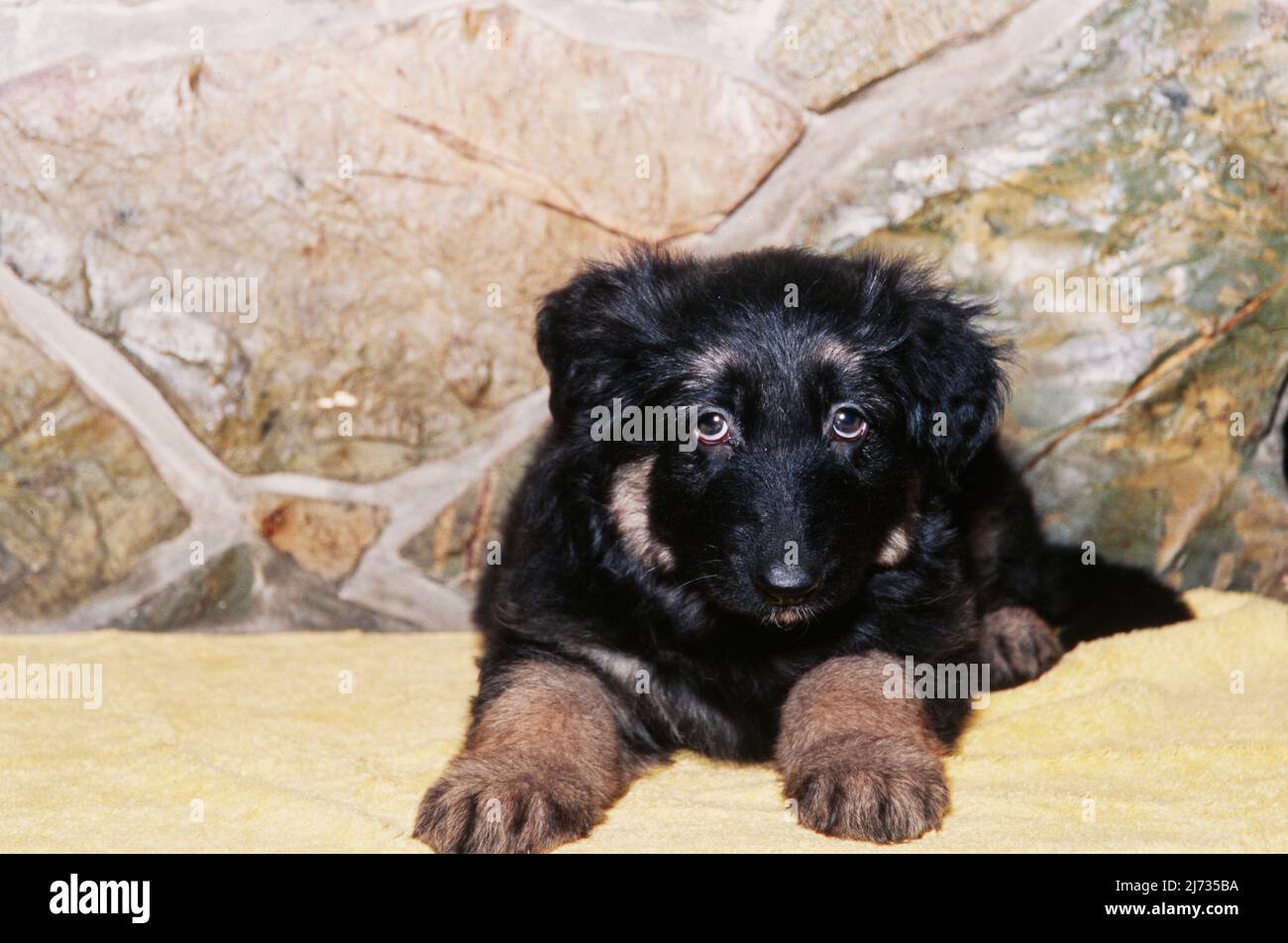 Pastore tedesco cucciolo su tovagliolo giallo di fronte al camino Foto Stock