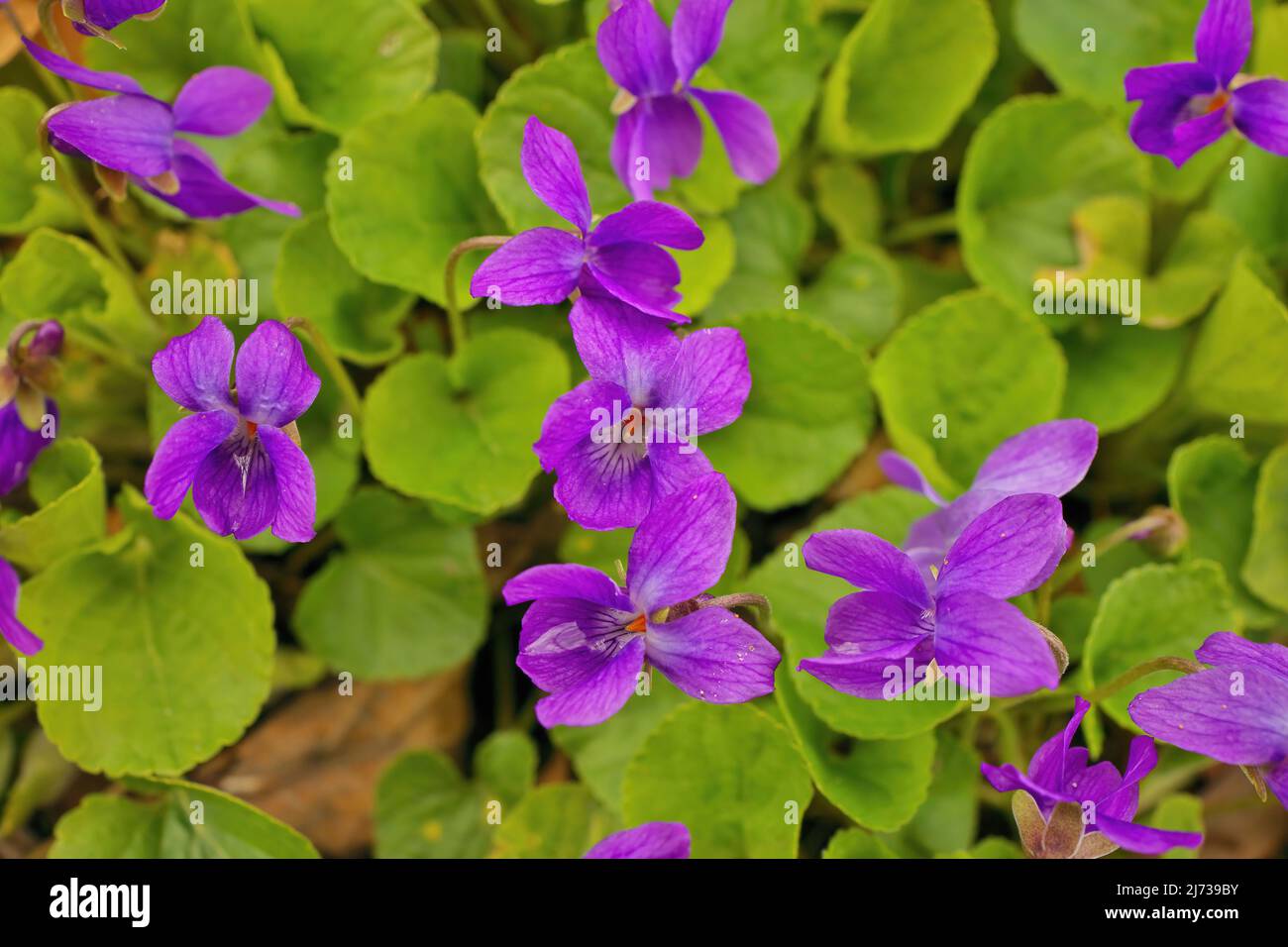 Violets comuni che crescono selvaggi in primavera aka legno dolce inglese o Giardino Violet Foto Stock