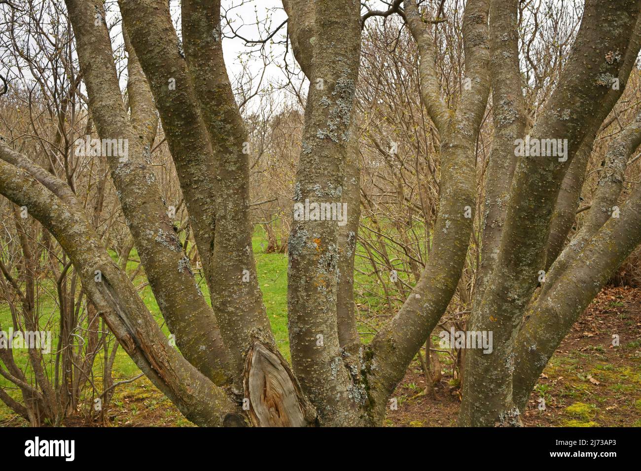 Un albero a più steli con molti trame di sfondo Trunks Foto Stock