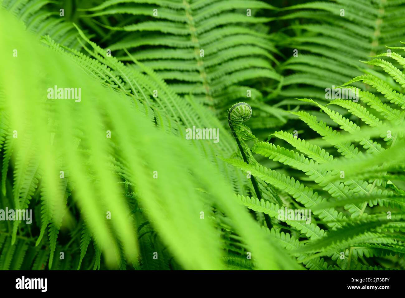 Piante giardini fern in primavera - nuova crescita Mid Atlantic Stati Uniti Foto Stock