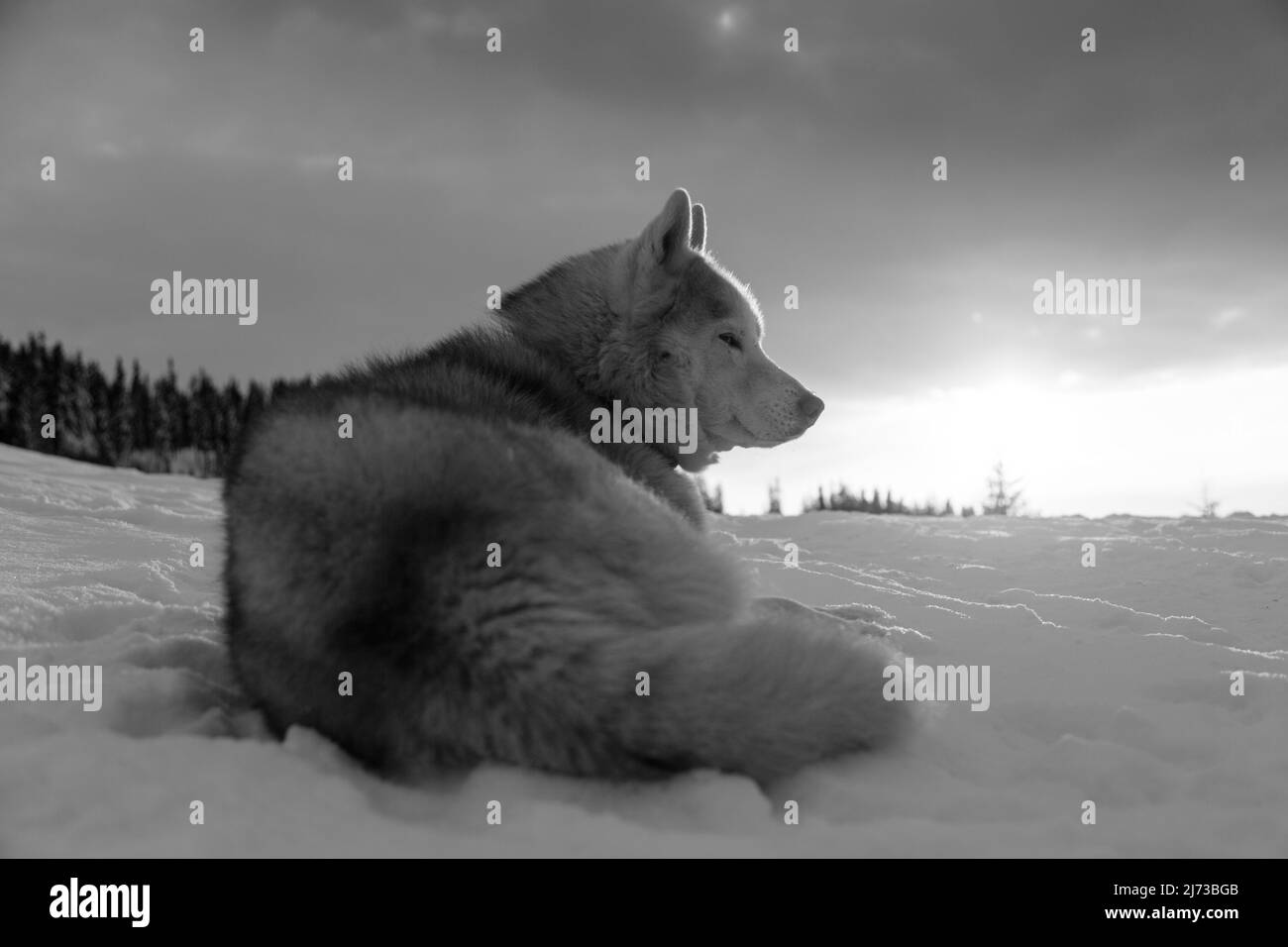 Ritratto bianco e nero di un adorabile cane siberiano che giace sulla neve in montagna al tramonto, Ucraina Foto Stock