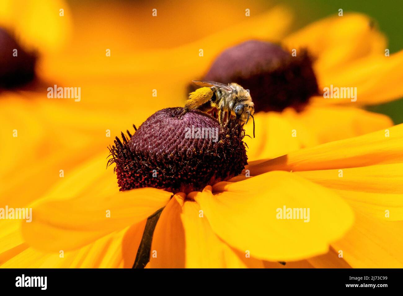 Un'ape femmina a cavallo lungo che si muove attraverso un fiore di Susan Black-Eyed che trasporta un carico denso di polline sulle sue gambe posteriori. Foto Stock