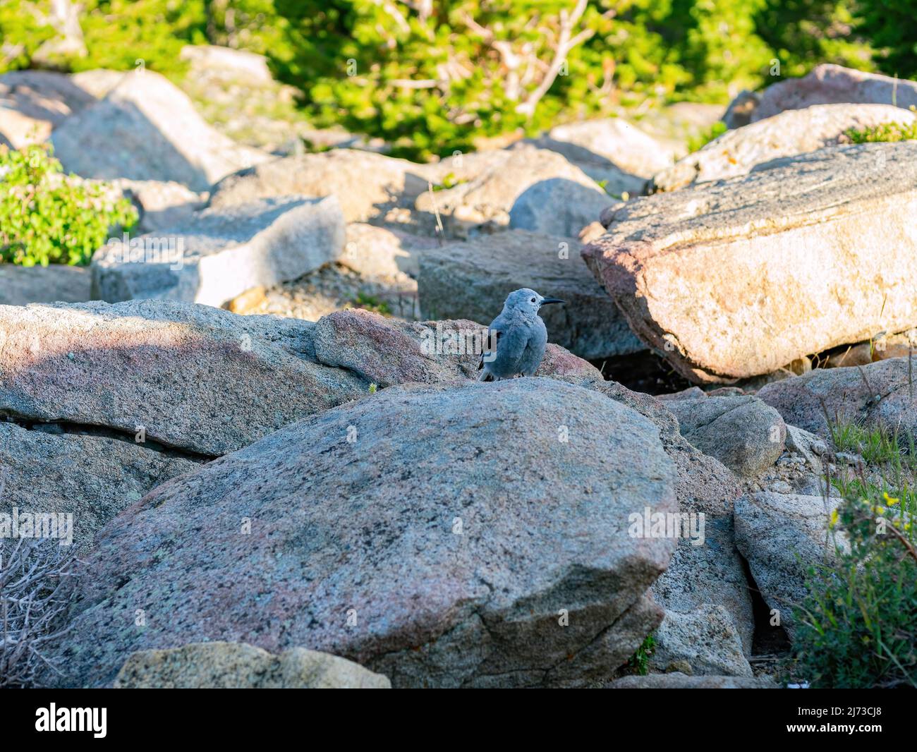 Il simpatico nutcracker di Clark si erge su una roccia al Rocky Mountain National Park, Colorado Foto Stock