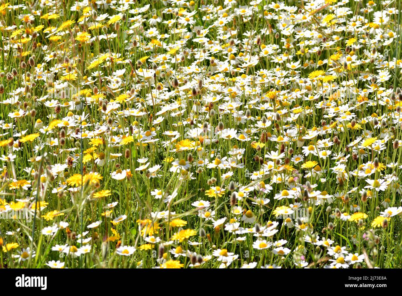 Multitud de flores silvestres en el campo en primavera Foto Stock