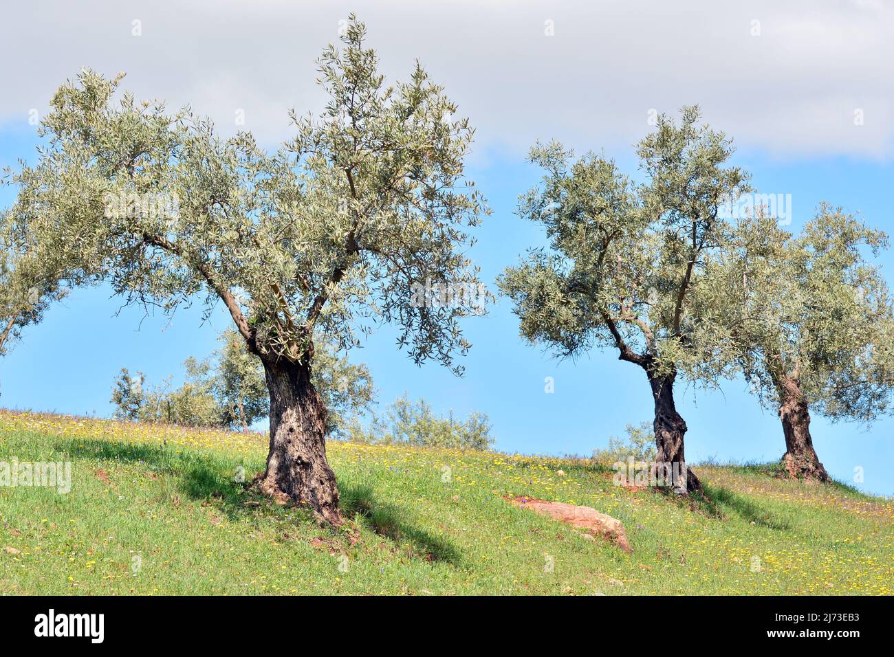 Olivos en el campo con el cielo azul y las nudes de fondo Foto Stock