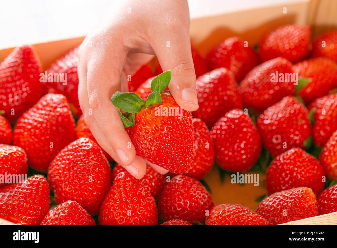 Fragola matura nel bambino mano close-up.Strawberry box.A mano bambino prende una fragola da una stagione estiva di fragola box.Berry Foto Stock